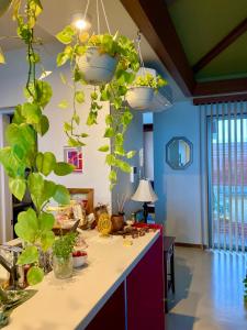 吉马読谷目黒や的厨房设有挂在天花板上的盆栽植物