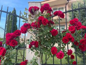 索佐波尔Villa Mia的挂在栅栏上的一束红玫瑰