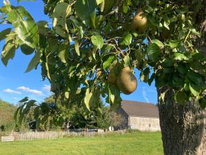 亚琛Gut Kalkhäuschen, ein Ort mit Geschichte的苹果树上有很多绿色水果