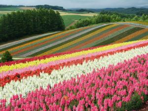 旭川旭川貸切一軒家プラスティ的田野里一片五颜六色的花