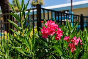 奥兰多Garnet Inn & Suites, Orlando的围栏前的粉红色花丛