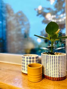 康斯坦察Cozy Flat 5的三个花瓶坐在窗台上,植有植物