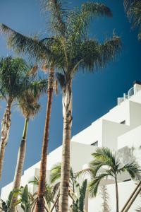 坎佩略Cala Lanuza Suites的一群棕榈树在一座建筑前