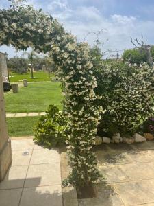 卡尔皮尼亚诺萨伦蒂诺Masseria Giamarra的公园里白花覆盖的树