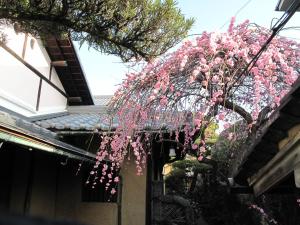 奈良奈良背包客宾馆的挂在建筑物上的一棵树,花粉红色