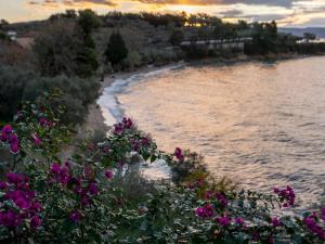 卡托加兹阿Roppas Studios Nostos的享有粉红色花卉海滩的美景