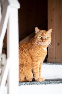 苏姆维特格Casa Pasch - Boutique Bed and Breakfast in Cumpadials的坐在窗台上的橙色猫