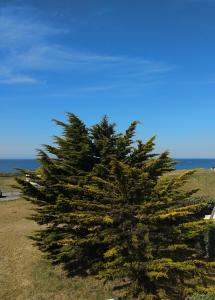 吉代勒Charmant logement vue mer avec chambre et terrasse的松树在一片有海洋背景的田野里
