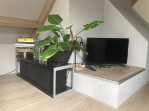 西姆斯科克BBOosterweg3 Studio的坐在电视架上的盆栽植物