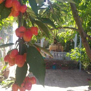 撒马尔罕ANTICA Family Guest House的挂在树上的红浆果