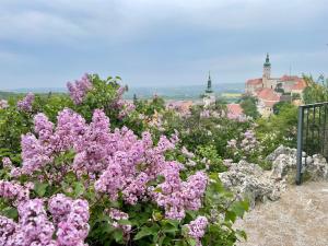 米库洛夫Dream Apt Mikulov的一大束粉红色的花,背景是城市