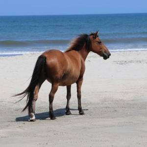 科罗拉Wild Horse Inn的一只棕色的马站在海边