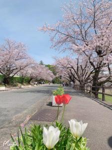 熊本Chambord Kyomachi 102 - Vacation STAY 67038v的一条有粉红色樱桃树和白色花的街道