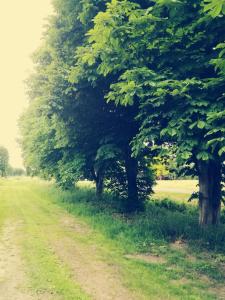 MoormerlandFeWo Unner'd Kastanje的田边有树木的土路
