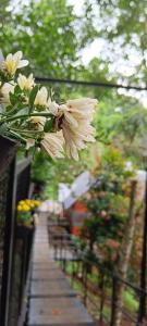 蒙纳Santhi Hill View Resort的挂在栅栏上的一束白色花