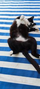 莫哈卡尔Casa Rural La Fuensanta的一只黑白猫躺在床上