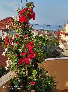帕科坦Apartments Iva的阳台上种有红花的鲜花