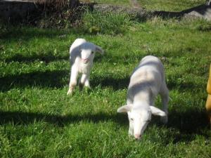 Montesquieu-AvantèsChambre familiale à la ferme的两只小羊站在草地上