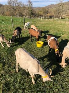 Montesquieu-AvantèsChambre familiale à la ferme的一群牛在田里吃草