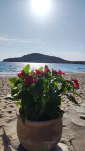 金尼昂Tramonto Nel Delfini的坐在海滩上的一盆红花