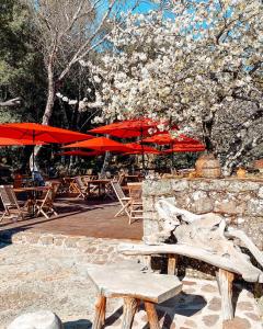卡伦扎纳伯尼费图树林酒店的长凳和桌子,上面有红伞和树木