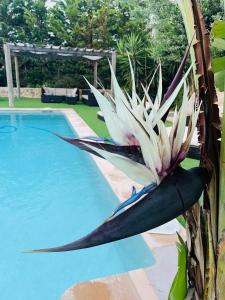 圣安东尼奥堪莫森雅别墅的游泳池旁的白色大植物