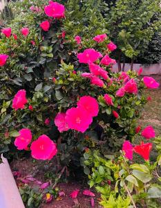 圣安东尼奥堪莫森雅别墅的花园里的粉红色花丛