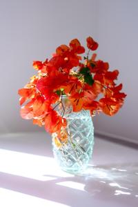 普罗奇达Casa Giovanni da Procida的花朵红色的玻璃瓶