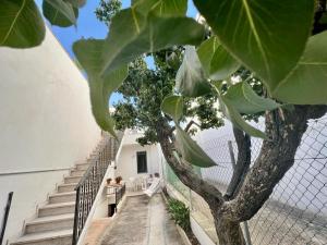 图列Casa Diletta的通往白色建筑的楼梯,有树