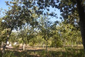 梅伦杜尼奥Relais Borgo Segine的草场上的一群树木