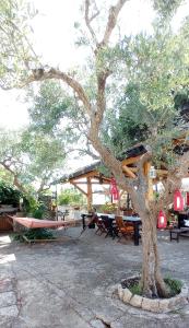 卡萨诺德莱穆尔杰Villa Parco Alta Murgia的公园中间的树,有桌子和长凳