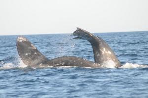 San CarlosHotel Isabela的海豚在水中翻动尾巴