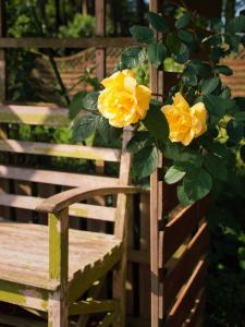 瓦尔斯罗德Ferienwohnung Leni的挂在木椅上的黄色玫瑰树丛