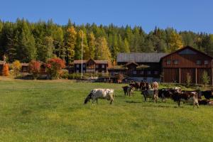 RendalenRomenstad Hytter的一群牛在谷仓前的田野里放牧