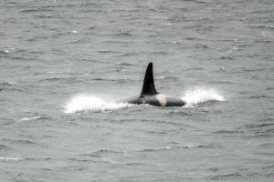 瑟索North Point Pods (north coast 500)的海豚在水中游泳