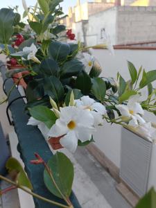 阿韦特拉纳Il Vicoletto的窗台上一束白色的花