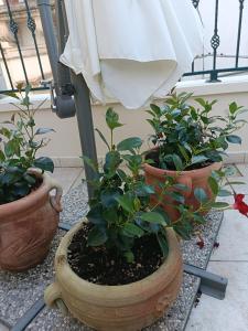 阿韦特拉纳Il Vicoletto的两株盆栽植物坐在阳台上