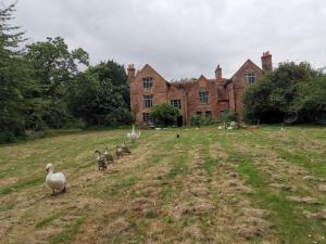 谢珀顿Old Manor House的一群鸭子在老房子前走
