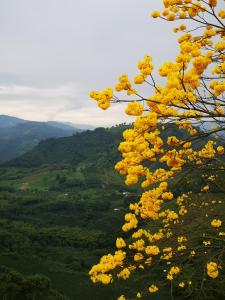 圣罗莎德卡瓦尔Finca Campestre Villa del Campo的山边种着黄色花的树