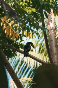 乌巴图巴Hostel Marthi Itamambuca的坐在树枝上的黑鸟