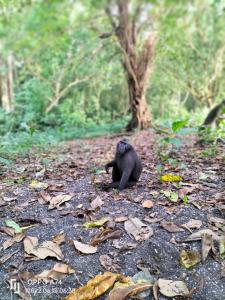 BitungTangkoko Sanctuary Villa的一只黑猫坐在树林里的地上