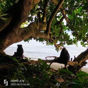 BitungTangkoko Sanctuary Villa的两个猴子坐在水边的树上