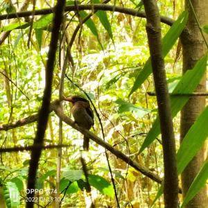 BitungTangkoko Sanctuary Villa的鸟栖息在树枝上