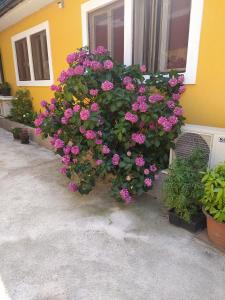 里耶卡IN Kala的房子边的一束粉红色的花