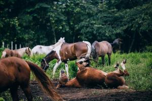 圣伊格纳西奥布兰克尼奥克斯山林小屋的一群马和一匹马躺在田野里