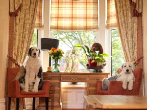 莱瑟姆-圣安妮霍华思之家酒店的两只狗坐在窗前的椅子上