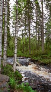 KontiolahtiVenejoen Piilo - Kuohu的林中树木的溪流