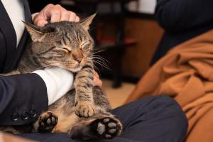 十日町濑户口旅馆的一只腿在人臂上的猫