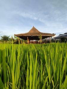 Beran-kidulGlamping Alas Duren Yogyakarta的绿草丛中的亭子