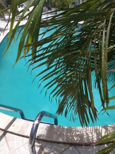 奥拉涅斯塔德Harmony Boutique Hotel & Apartments的游泳池旁的棕榈树